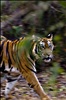 Bandhavgarh National Park